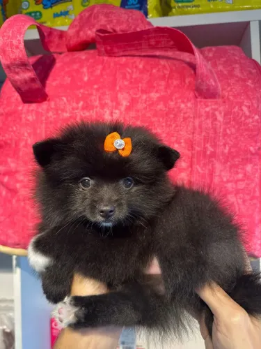 Perfeita Spitz em condições especiais