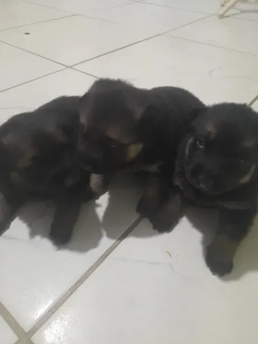 Vendendo lindos Filhote de pastor com preço Justo é que cabem no seu bolso