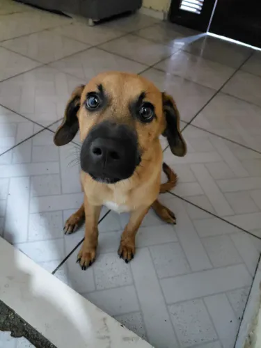 ADOÇÃO RESPONSÁVEL ESSE LINDÃO PRECISA DE UMA FAMÍLIA! 