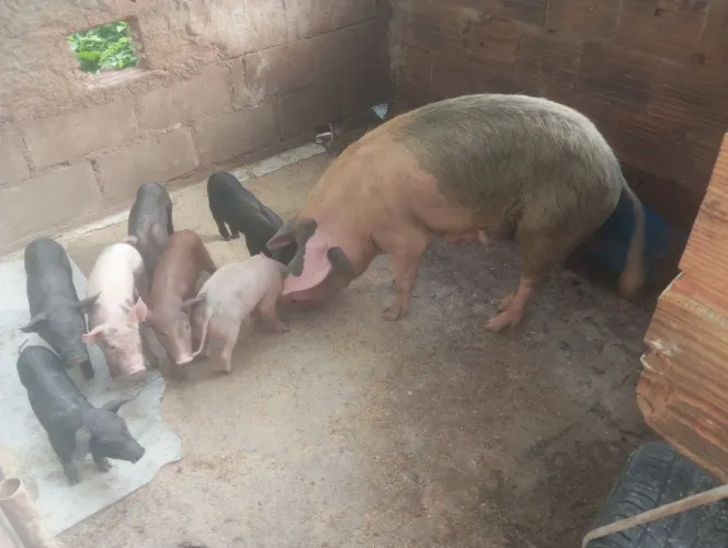 Vendo porco de primeira cria parida de um mês e pouco