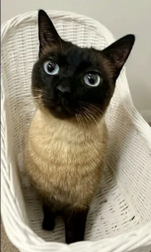 Merlin
