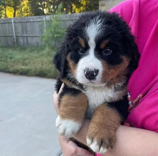 Filhote de bernese o gigante mais fofo para presentear quem você ama