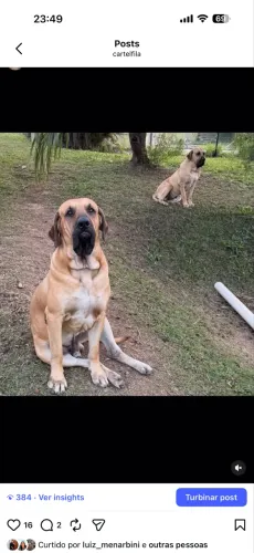 Filhote fila brasileiro