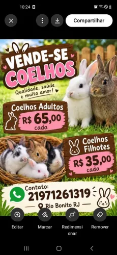 Coelho 