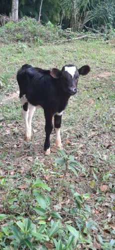 Vendo terneiro holandês
