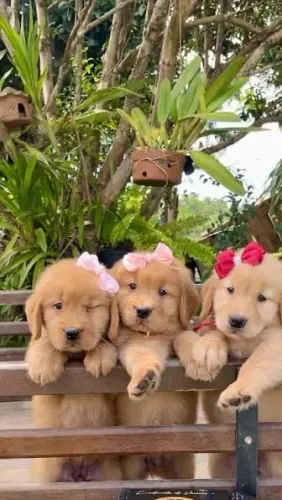 Fêmeas de golden retriever entrego hoje 