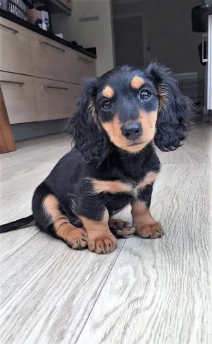 Dachshund pelo longo