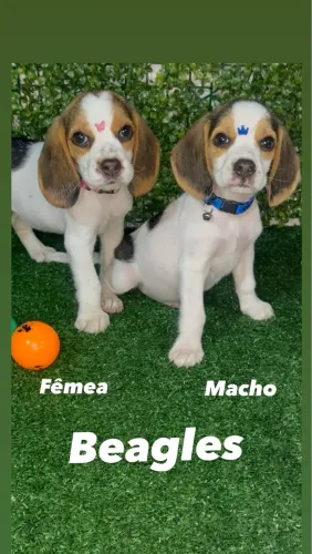 Filhote Raça Beagle 