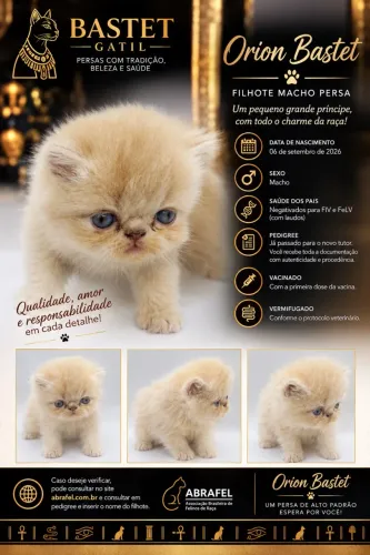 Gato Persa Macho - Pedigree