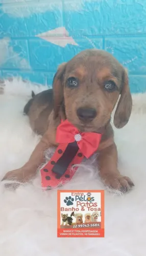 Hora de realizar sonho Basset 