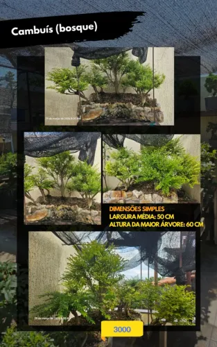 Bosque Bonsai Cambuí