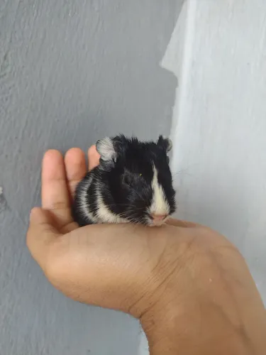 FILHOTE DE PORQUINHO DA INDIA INGLÊS 