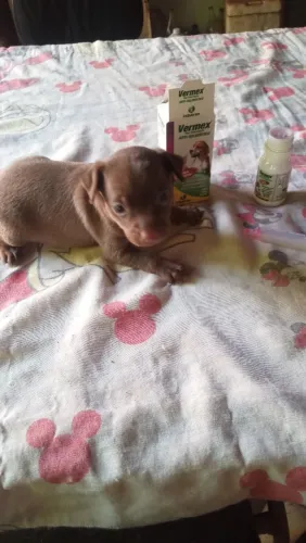 Cachorro
