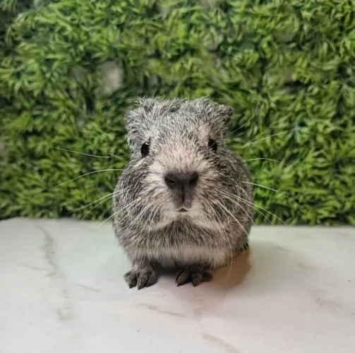 Porquinho da india