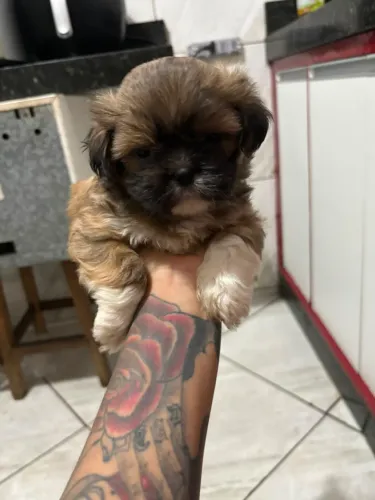 Cachorro shih tzu raça pura