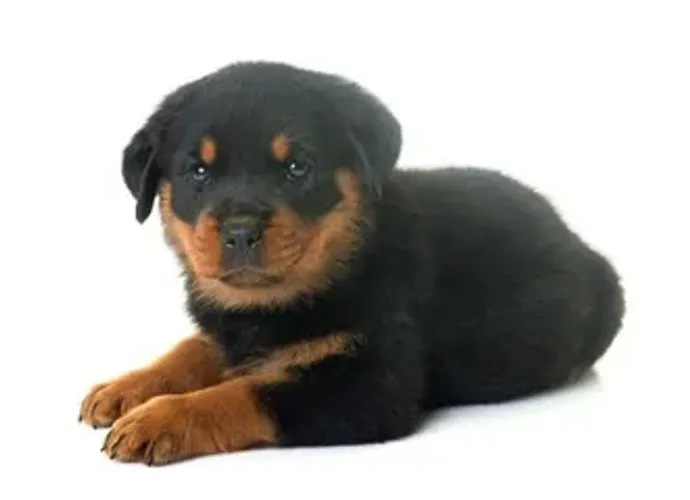 Filhotes Rottweiler Focinho Curto Com Garantia   