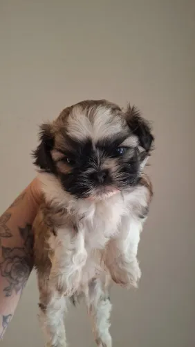 Shitzu 