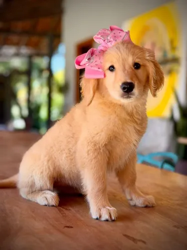 Golden Retrivier para Volta Redonda