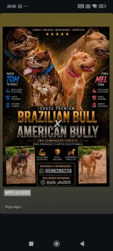 Filhotes de American Bully com Brazilian Bull 