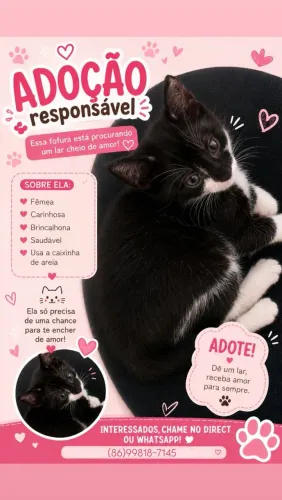 Gata filhote para adoção (FAÇO A ENTREGA)