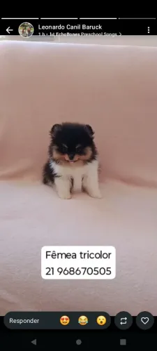 Spitz alemão anã fêmea ursinho 