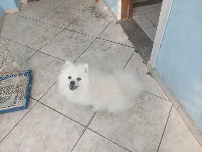 Spitz alemão