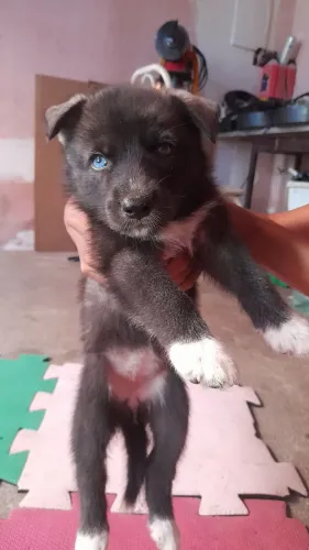Filhote de husky mestiço fêmea