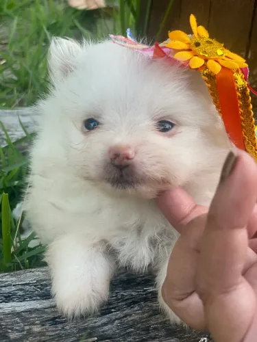Lulu anã disponível