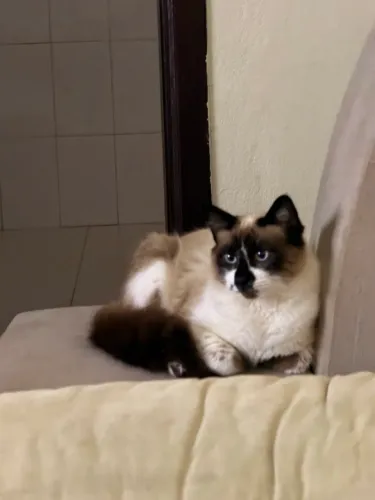 Adoção responsável
