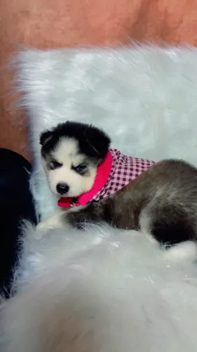Husky siberiano 