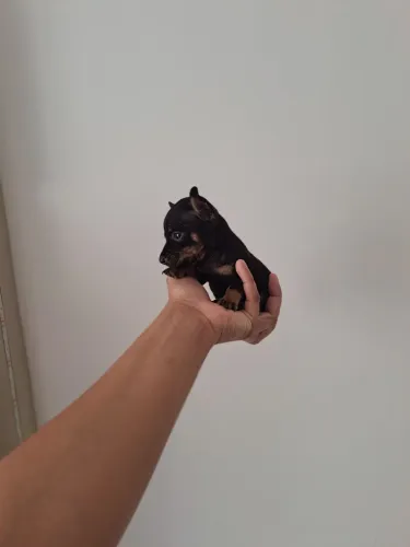Zerinhos para encantar seu dia