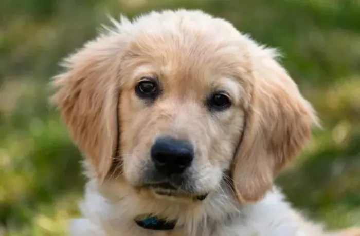 Golden retriever companheiro perfeito