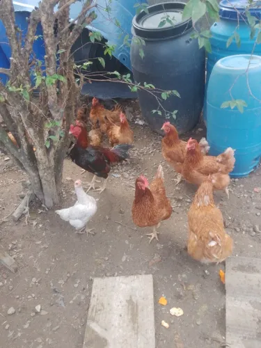 Galinhas,poedeira e inglesas
