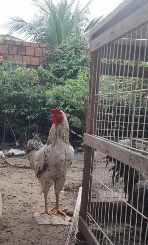 Vendo um galo e duas galinhas 