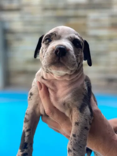 American Bully Standard 