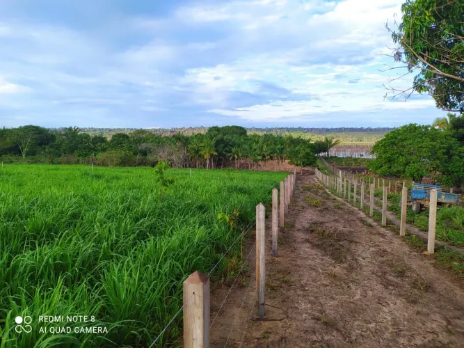 Fazenda/ Sítio em Mojui dos Campos