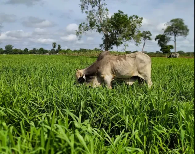 Propriedade Rural vendo Ent. 200 mil e parc10x 8 mil , contrato em cartório