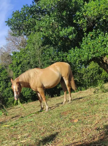 Cavalo Baio Amarilho 