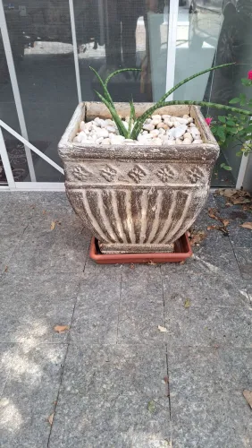Vaso plantas com lança de São Jorge e terra