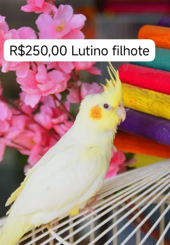 Lutino pérola silvestre Porquinho coelho Lutino pérola silvestre