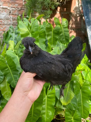 Galinhas garnisés 
