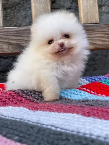 Filhote de spitz alemão anão macho