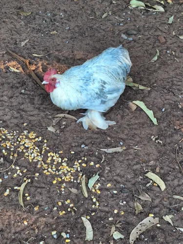 Galo mini cochim