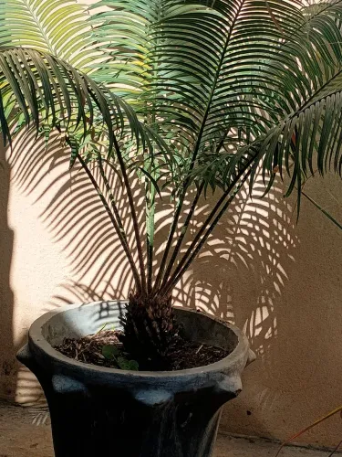 Ciça africana 300 reais 