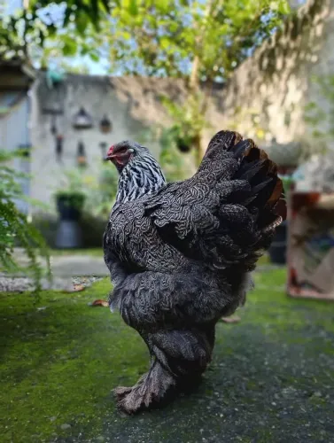 Galinha Brahma Dark 