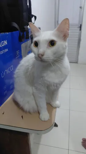 Animais de estimação