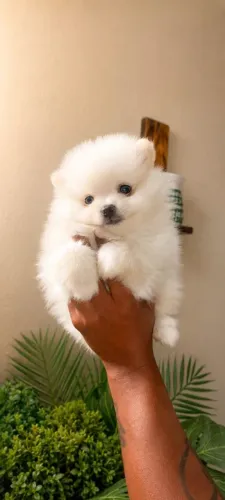 Spitz Alemão Anão macho branco neve