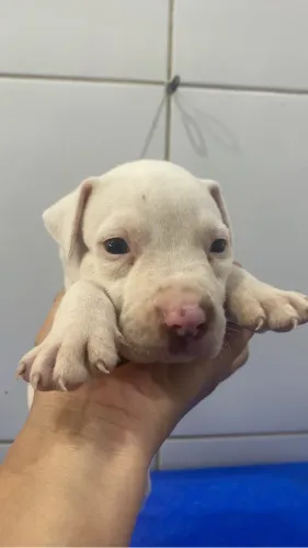 Filhotes de pitbull ( raça pura)