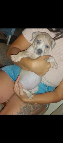 Vendo cachorro Monster 2600passo cartão