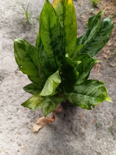 Jardinagem 